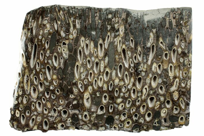 Polished Fossil Teredo (Shipworm Bored) Wood - England #279347